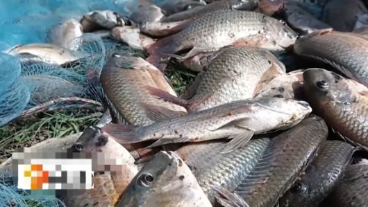 검은턱틸라피아. 타이 피비에스(PBS) 방송 유튜브 갈무리