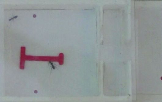 개미들이 T자 모양 물체를 함께 옮기고 있다.