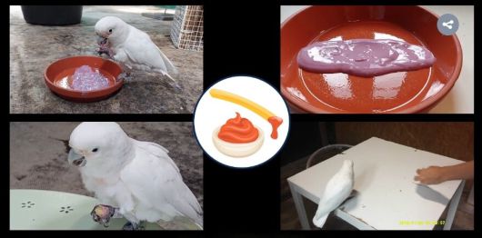 라쿤, 원숭이, 일부 조류는 먹이를 물에 씻거나 담가 먹는 행동이 관찰된 바 있다. 나아가 최근에서는 흰이마앵무가 삶은 파스타를 블루베리 요거트(요구르트)에 찍어 먹는 것을 선호한다는 연구 결과가 나왔다. 예론 제발트/커런트 바이올로지 제공