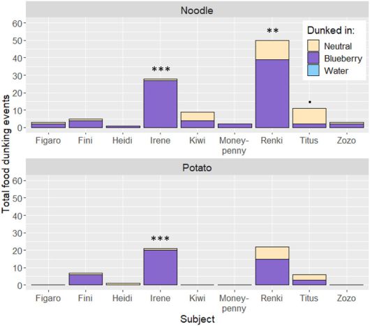 앵무새 18마리 가운데 9마리가 먹이를 ‘소스’에 찍어 먹었는데, 모두 물이 아닌 요거트를 선택했다. 또 일반 요거트보다 블루베리 요거트에 찍어 먹는 것을 선호했고, 가장 좋아하는 조합은 삶은 파스타를 요거트에 찍어 먹는 것이었다. 예론 제발트/커런트 바이올로지 제공