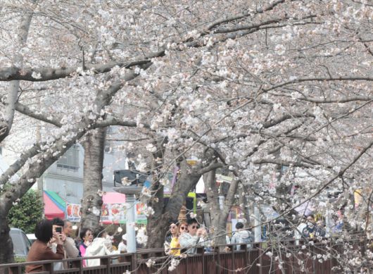28일 경남 창원시 진해구 여좌천에 벚꽃이 피어있다. 창원시는 영남권을 중심으로 발생한 대형산불이 장기화하는 점 등을 고려해 이날 개막식을 하는 올해 진해군항제를 축소 개최하기로 했다. 연합뉴스