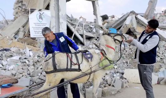 올해 초 ‘당나귀를 위한 안전한 피난처’ 직원들이 가자지구에서 당나귀를 돌보고 있다. 이 단체 누리집 갈무리