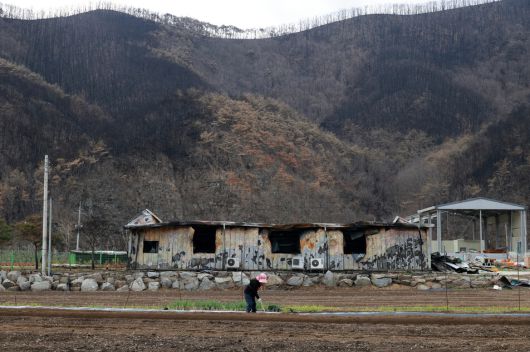 지난 14일 오전 경북 안동시 임하면 새까맣게 타버린 산 인근에서 한 주민이 밭일을 하고 있다. 김혜윤 기자 unique@hani.co.kr