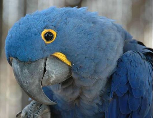 히아신스금강앵무는 앵무새 중 가장 큰 종이다. 몸길이가 거의 1m에 달한다. 눈에 띄는 코발트색 깃털과 이와 대비를 이루는 눈가의 샛노란 살색으로 유명하다. 그린피스 제공