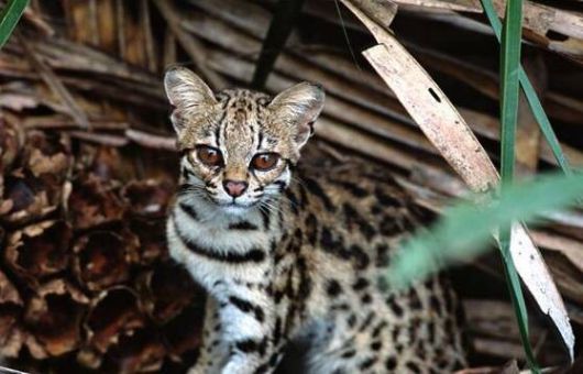 중남미에 서식하는 마게이는 나무 위 생활에 특화되어 있는데, 마게이는 능숙한 등반가로 일생의 대부분을 나무에서 보낸다. 그린피스 제공