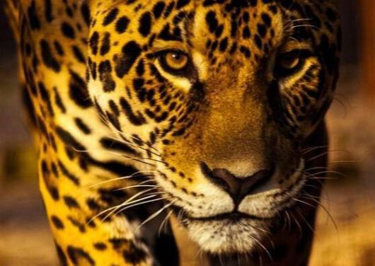 재규어는 아메리카 대륙에서 가장 큰 고양잇과 동물로 크고 둥근 머리와 짧은 다리를 지닌 다부진 체격을 자랑한다. 강력한 턱과 이빨로 사슴, 아르마딜로, 원숭이, 도마뱀 등의 동물을 사냥한다. 그린피스 제공