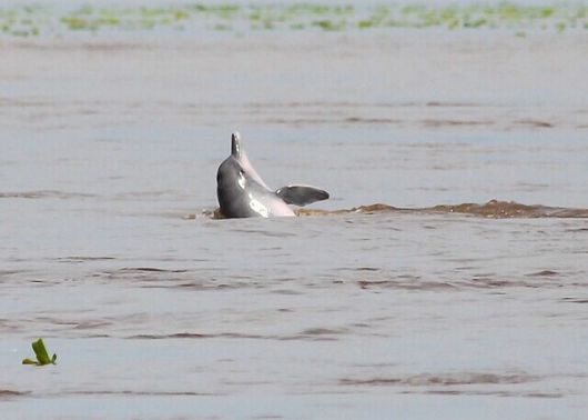 보투(Boto-cor-de-rosa)라고도 알려진 아마존강돌고래는 강돌고래 가운데 가장 큰 종이다. 수컷의 경우 나이가 들면서 더욱 선명해지는 분홍 몸색으로 유명하다. 위키미디어 코먼스