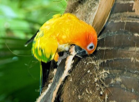태양황금앵무새는 남아메리카 북동부에 서식하는 중간 크기의 앵무다. 아름다운 모습 탓에 불법 야생동물 거래로 거래되면서 멸종위기에 처해있다. 위키미디아 코먼스