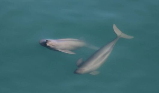 짝짓기 연습 중인 상괭이 한 쌍. 국립공원공단 제공