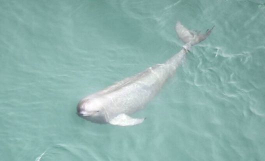 상괭이는 2000년대 초반까지만 해도 서해안에 약 3~3만6000마리가 서식하는 것으로 조사된 바 있으나 혼획, 연안 개발, 환경 오염 등의 영향으로 개체 수가 급감했다. 국립공원공단 제공