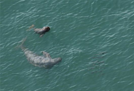 국립공원공단이 1일 경남 남해 한려해상국립공원 인근 사천 바다에서 촬영한 ‘만삭 상괭이’와 갓 태어난 상괭이 새끼 등의 모습을 담은 희귀 영상을 공개했다. 사진은 새끼와 어미가 함께 먹이를 추적하는 모습. 지난 4월28일 촬영됐다. 국립공원공단 제공