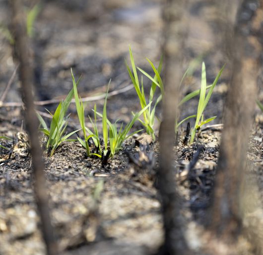 빌뱅이 언덕에서 세상의 피해 집계엔 끼지도 못하는 생명들의 참화 사이로 연둣빛 싹들이 올라오고 있었다. 김진수 선임기자