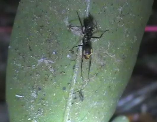 나뭇잎맥을 물고 죽음을 기다리는 ‘좀비 개미’. 데이빗 휴스/펜실베이니아주립대 제공