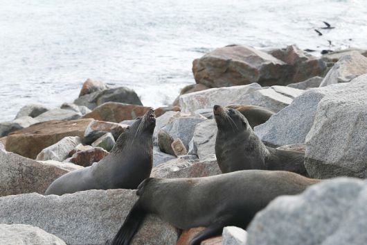 ‘오스트레일리아 록’ 인근에서 자주 목격되는 바다사자. 박미향 기자