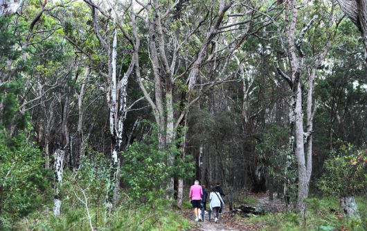 베오와국립공원에서 숲과 교감하기 위해 발을 디딘 여행객들. 박미향 기자