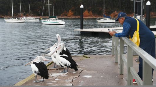 ‘에덴 아마추어 피싱 클럽’ 인근에 있는 항구에서 펠리컨 사진을 찍는 여행객. 박미향 기자