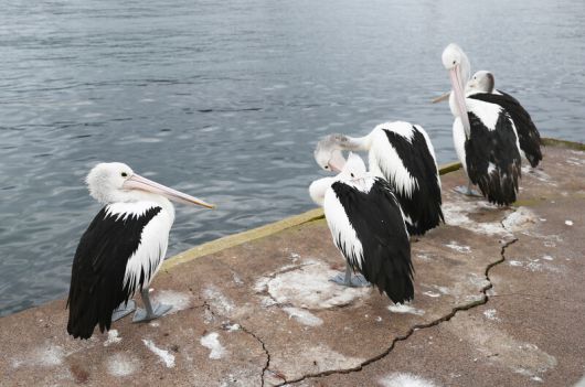 ‘에덴 아마추어 피싱 클럽’ 인근에 있는 항구에선 펠리컨을 만나기 쉽다. 박미향 기자