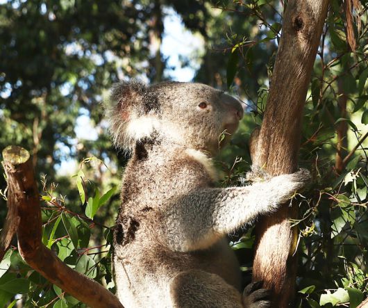 야생동물공원 ‘포토루 팰리스’ 직원이 구조해 돌보는 코알라 지미. 박미향 기자