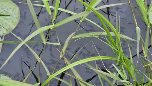 부산 연제구 온천천 생태연못에 사는 두꺼비 올챙이들 모습. 김영동 기자