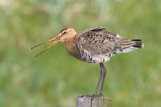네덜란드 국조로, 포르투갈 테주강 하구를 기착지로 삼는 철새인 흑꼬리도요. 위키미디어 코먼스