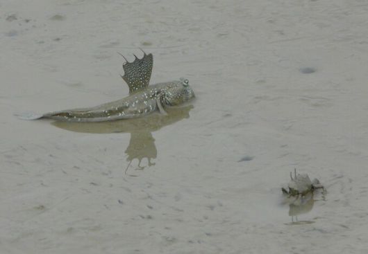 전남 신안군 증도에서 촬영한 짱뚱어와 게의 모습. 최영래 교수 제공