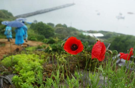 활짝 갠 맑은 날 쑥섬 ‘해상정원’에선 푸른 바다가 보인다. 흐린 날 바다는 탁한 회색이지만, 색다른 흥취를 전한다. 박미향 기자