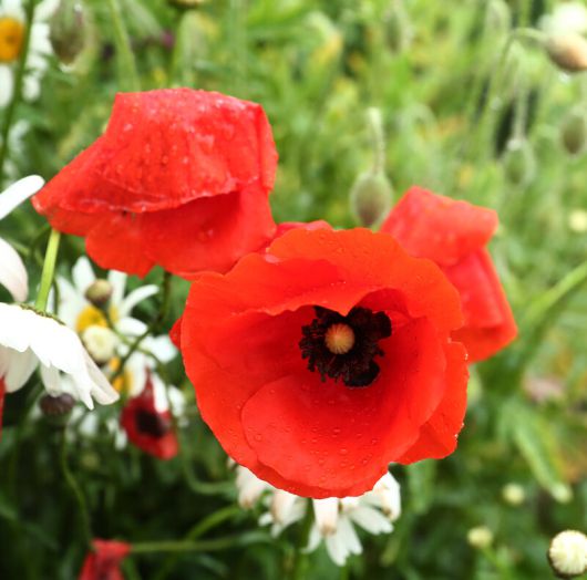 쑥섬 ‘해상공원’에 핀 꽃. 박미향 기자