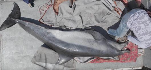 지난 2일 숨진 채 발견된 턱이가 이튿날 제주시 한림읍 한국수산자원공단 제주본부로 옮겨지고 있다. 오승목 다큐제주 감독 제공