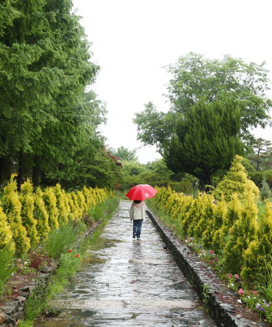 비 오는 날에도 ‘금세기정원’ 여행은 운치 있다. 소나무숲, 장미꽃밭 등 비가 스민 자연이 여행객에게 고요를 선물한다. 박미향 기자