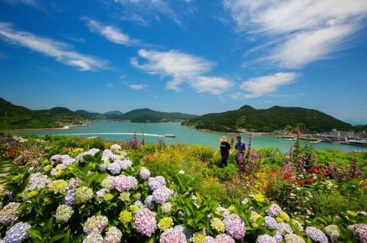 여름 쑥섬 ‘해상정원’은 수국으로 아름답다. 고흥군청 제공