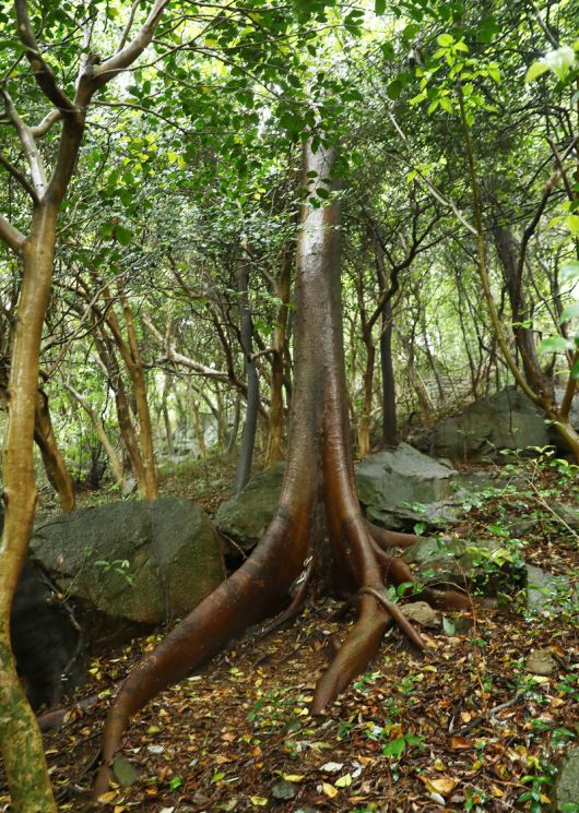 쑥섬 난대 원시림에 있는 나무들. 박미향 기자