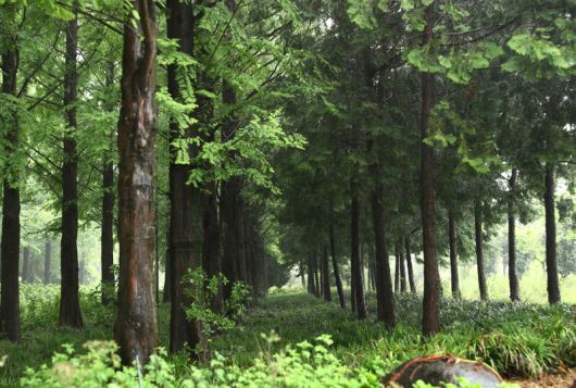 비 오는 날에도 ‘금세기정원’ 여행은 운치 있다. 소나무숲, 장미꽃밭 등 비가 스민 자연이 여행객에게 고요를 선물한다. 박미향 기자