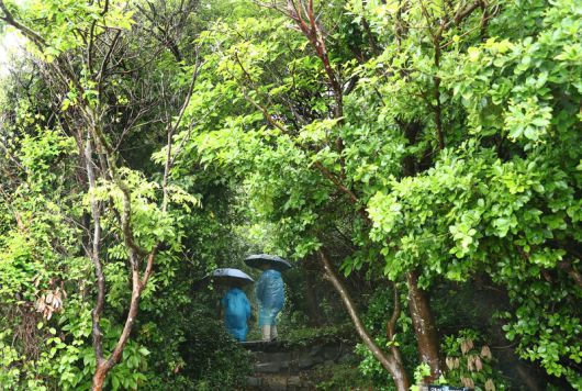 쑥섬 난대 원시림. 박미향 기자