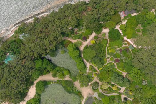 여름의 천리포수목원 항공 사진. 하단 중앙에 태산목 ‘리틀 젬’, 하단 오른쪽 끝 태산목 ‘빅토리아’에 흰 꽃이 핀 모습이 보인다. 천리포수목원 제공