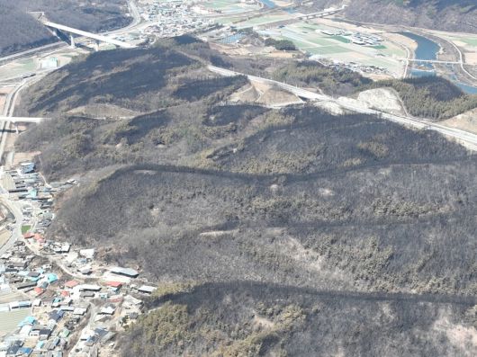 산불이 지나간 자리, 새까맣게 탄 흔적이 선명하다. 기후변화가 계속되는 한, 영남 산불은 언제든 다시 일어날 수 있다. 사진 기후위기기록단