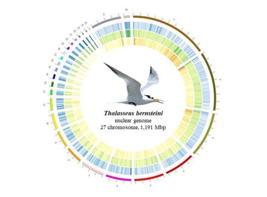 국내 서식하는 뿔제비갈매기의 염기서열은 1만개 중 약 5개만 차이가 있어 유전다양성이 매우 낮은 것으로 나타났다. 환경부 제공