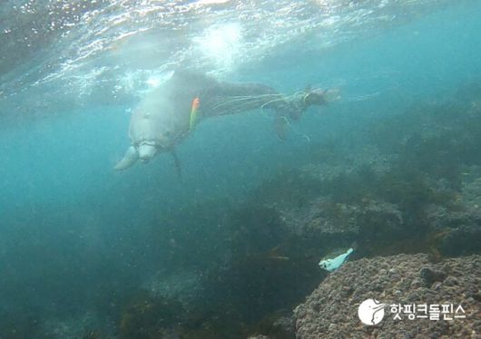 지난 2023년 11월 폐어구에 얽힌 채 발견됐던 새끼 제주남방큰돌고래 ‘종달’이 지난달부터 관찰되지 않고 있다. 사진은 지난 5월14일 또 다른 낚싯줄이 감긴 채 발견된 종달의 모습. 핫핑크돌핀스 제공