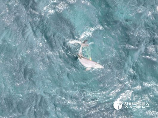 지난 5월14일 오후 서귀포시 대정읍 앞바다에서 촬영된 남방큰돌고래 종달의 모습. 핫핑크돌핀스 제공