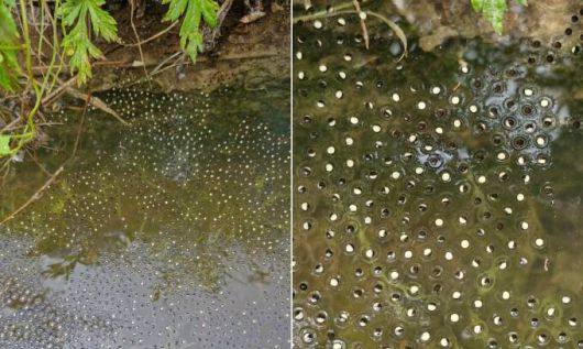 14일 대전시 동구 직동 ‘찬샘마을’에서 관찰된 맹꽁이 알. 물에 산란한 알은 1~2일이면 올챙이로 변하고 30일이면 맹꽁이 모습을 갖춘다. 문광연 이사 제공