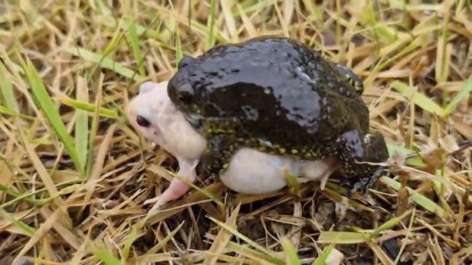 14일 대전시 동구 직동 ‘찬샘마을’에서 온몸이 흰 ‘알비노 맹꽁이’가 관찰됐다. 문광연 이사 제공