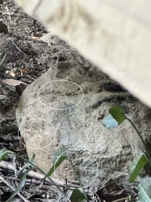 나무다리 밑돌에 수달 배설물이 보인다.