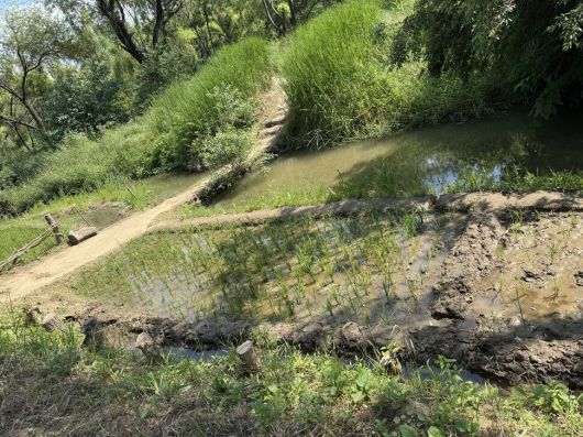 올봄 시민들이 생태공원 한편에 모를 심었다.