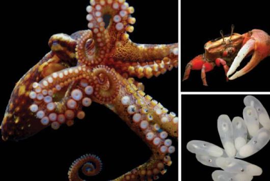캘리포니아두점박이문어의 빨판(왼쪽)과 먹잇감이 되는 게(오른쪽 위), 발달 중인 문어의 알. 레베카 세펠라/셀 제공