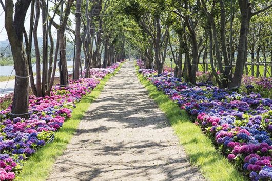 ‘2025 신안 도초도 섬 수국 축제’에서 펼쳐질 풍경. 신안군청 제공