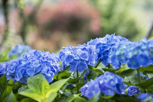 ‘2025 신안 도초도 섬 수국 축제’에서 만날 수국. 신안군청 제공