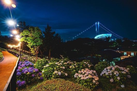 오는 29일까지 펼쳐지는 울산시 남구 ‘2025 울산 장생포 수국 페스티벌’에서 만날 수 있는 ‘수국 야경 풍경’. 한국관광공사 제공