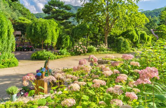 8월 말까지 ‘여름 수국 축제’를 여는 곤지암리조트와 화담숲의 수국. 곤지암리조트 제공