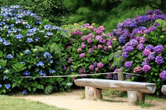 한국에 귀화한 미국인 민병갈 선생이 만든 ‘천리포수목원’에서도 만개한 수국을 만날 수 있다. 천리포수목원 제공