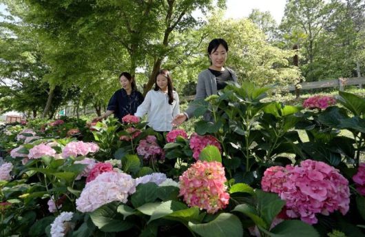 한국에 귀화한 미국인 민병갈 선생이 만든 ‘천리포수목원’에서도 만개한 수국을 만날 수 있다. 천리포수목원 제공