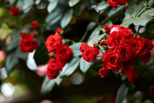 장미로 인식될 만한 향을 인공적으로 합성하기 위해선 무려 300여 가지 성분이 필요하다. 게티이미지뱅크